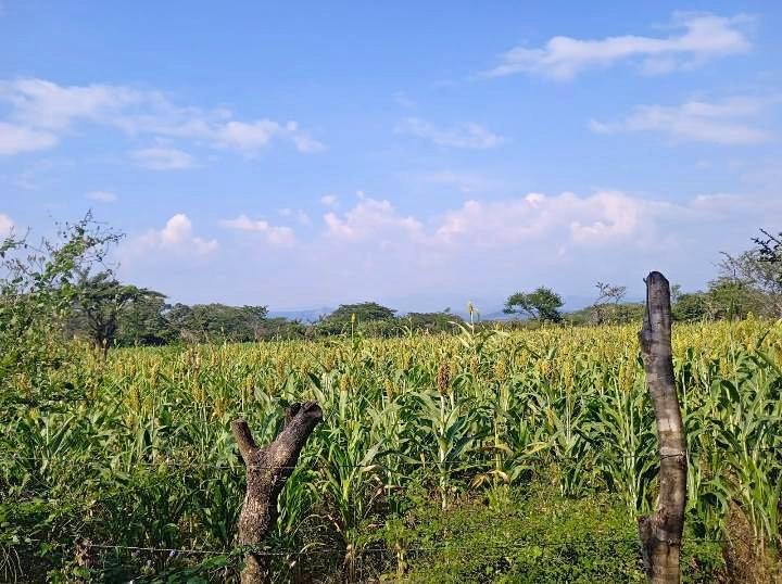 Imagen de GANGA DE TERRENO